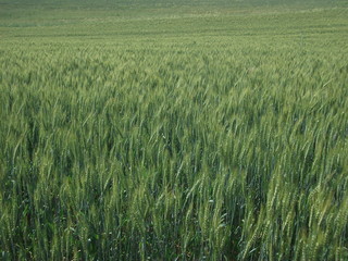 yeşil buğday başakları