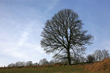 Obraz premium Eiche am Oestlingstalweg in Alverdissen