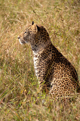Young male leopard, South Africa