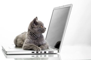 a kitten and a laptop