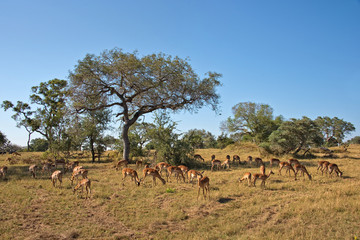 Naklejka na ściany i meble Impalas, South Africa