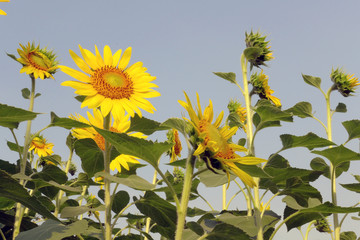 beautiful yellow Sunflower