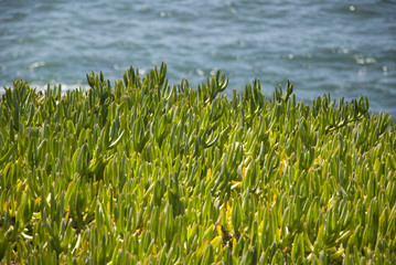 Obraz premium Ice plants