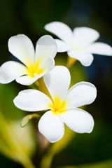 White frangipani tropical flowers