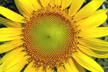 Obraz premium beautiful yellow Sunflower