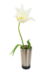 White tulip isolated on whit background