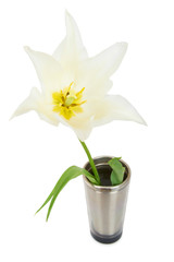 Naklejka na ściany i meble White tulip isolated on whit background