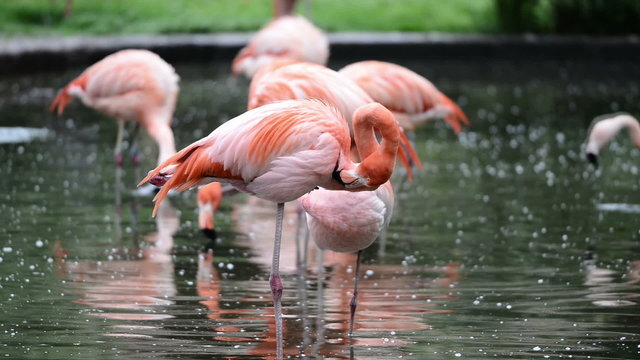 Red and Chilean flamingo in Prague zoo