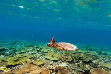 Turtle swimming underwater