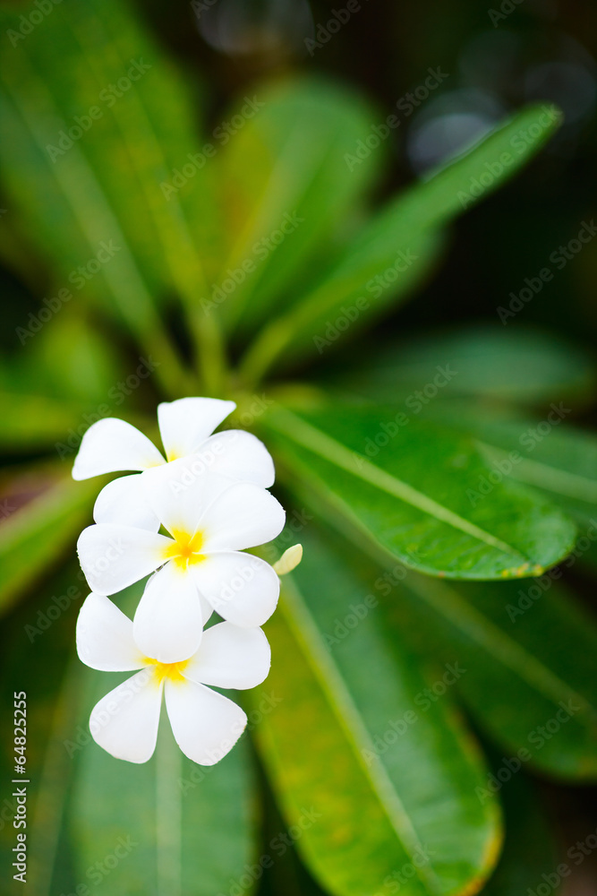 Wall mural White frangipani tropical flowers