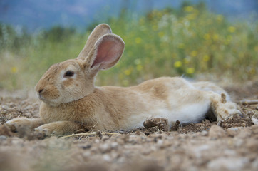 Bunny rabbit