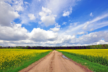 Country road in the field