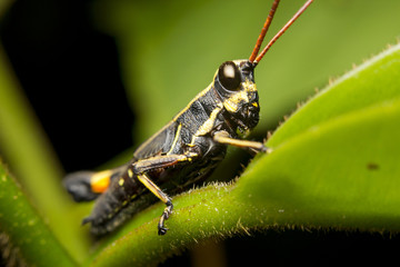 Macro of a monkey or matchstick grasshopper (Eumastacidae)