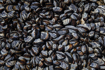 California Mussels 1