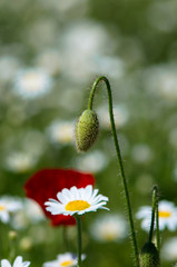 corn rose bud