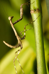 Close-up of a young praying Mantis, Borneo, Malaysia