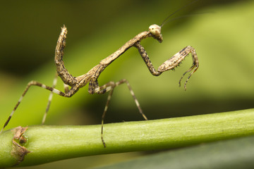 Close-up of a young praying Mantis, Borneo, Malaysia