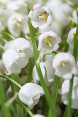 beautiful flowers lily of the valley closeup