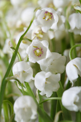 Floral background from lilies of the valley flowers. vertical