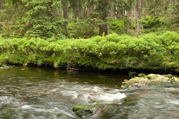 Naklejka na ściany i meble River in the forest