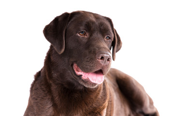 Labrador retriever dog on a white background