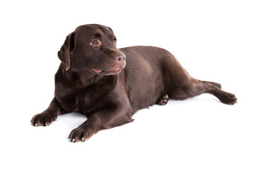 Labrador retriever dog on a white background