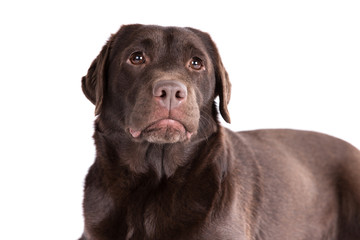 Labrador retriever dog on a white background