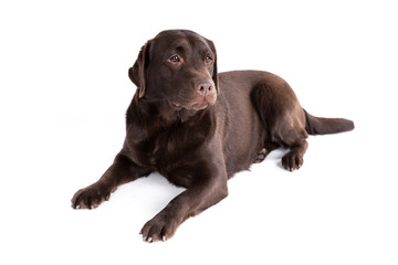 Labrador retriever dog on a white background