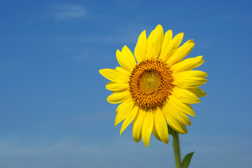 Obraz premium Sunflower on the sky