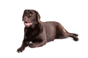 Labrador retriever dog on a white background