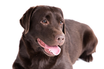 Labrador retriever dog on a white background