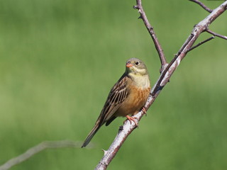 Ortolan Bunting, Emberiza hortulana