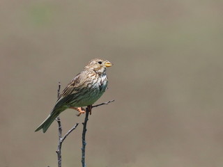 Corn Bunting, miliaria calandra