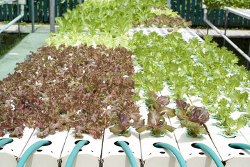 Fototapeta premium Hydroponic Vegetable Gardening