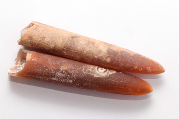 Belemnite.