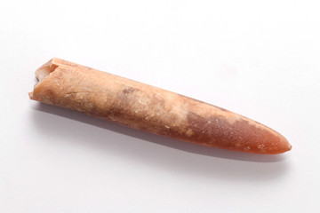 Belemnite.