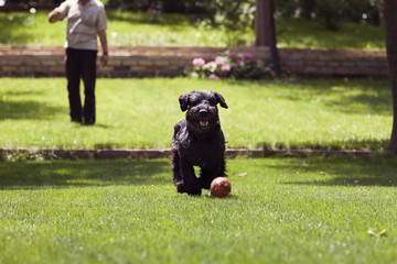 Black dog running after a ball, man playing with dog