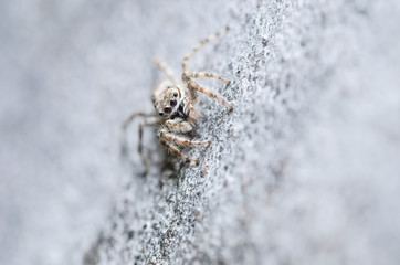 Spider in wall nature background