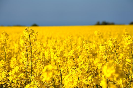 colza- brassica napus