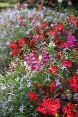 Obraz premium Bunte Blütenpracht