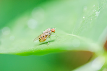 fly in green nature