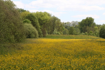 Landschaft mit Wiese mit Butterblumen