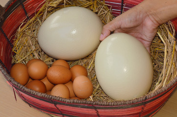 ostrich eggs and chicken eggs in basket