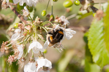 Bumblebee browsing cherry blossom