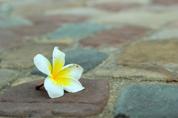 frangipani flower beauty on stone