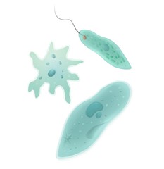 Protozoa