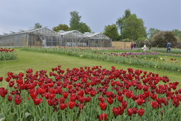 Tulipes rouges en forme de cercle