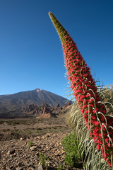 Roter Teide-Natternkopf mit Teide Teneriffa Spanien