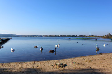 Łabędzie na jeziorze © Ślot