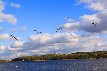 Ptaki w locie na tle błękitnego nieba, w tle widać las na brzegu jeziora